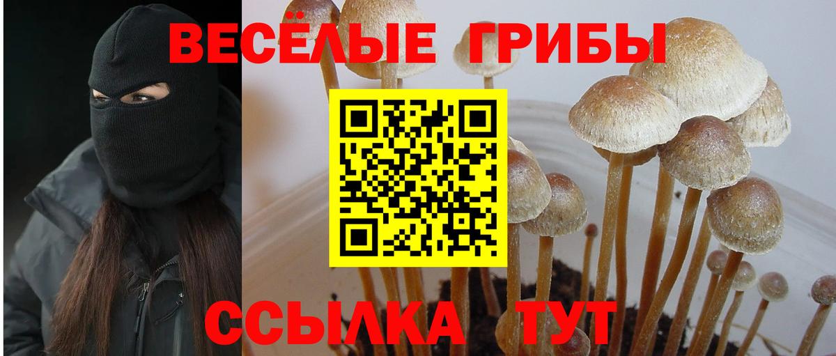 Арсеньев  Псилоцибиновые грибы мицелий  Вход с VPN 